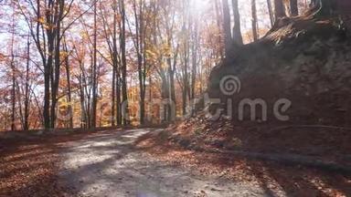 秋天森林里路上的镜头，阳光透过树叶照耀